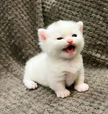 lopi . png ( me too little guy )